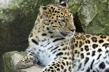 Fototapeta na wymiar Amur Leopard resting on rock