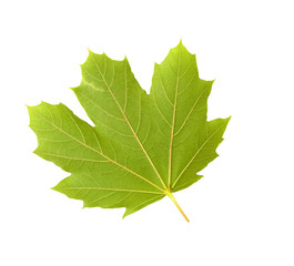 CLOSE UP OF MAPLE LEAF