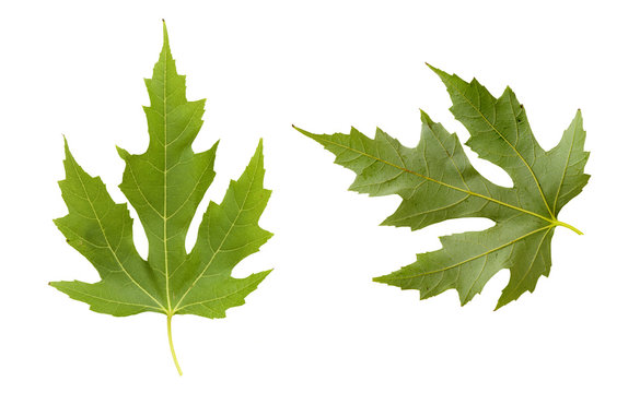 CLOSE UP OF MAPLE LEAF FRONT AND BACK