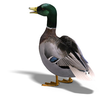 male duck mallard