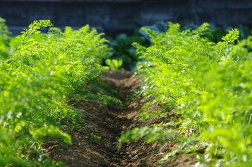 Fototapeta premium に、に、にんじんー