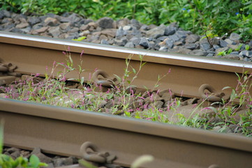 線路に咲く
