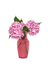 Pink Hydrangea