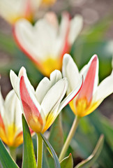 Fototapeta premium spring tulip meadow
