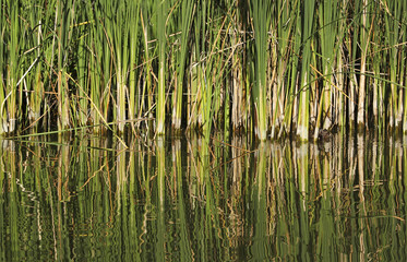 Phragmites communis