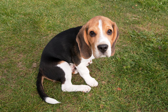 Young Beagle Puppy