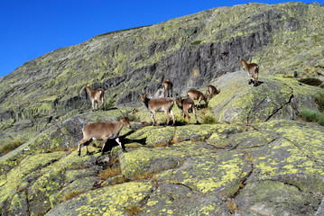 Paisaje y fauna en Gredos