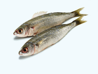 Bream (Gelbstreifenbrasse)