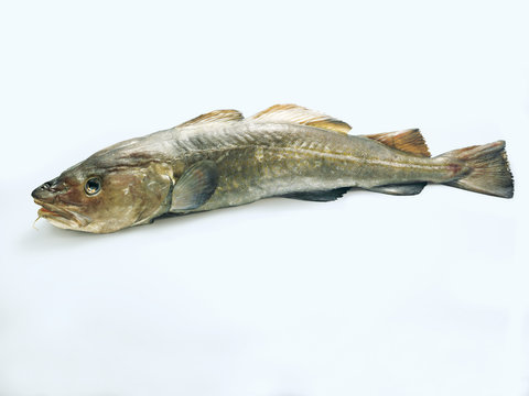 Codfish (Kabeljau)
