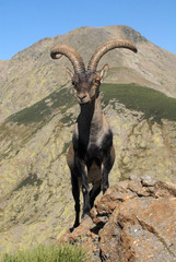Macho montés en gredos