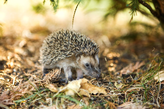 igel