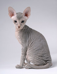 Gray Peterbald cat, Oriental Shorthair