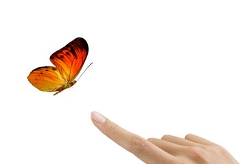 Butterfly on hand - 16821572