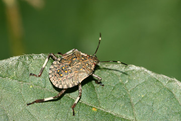 stinkbug