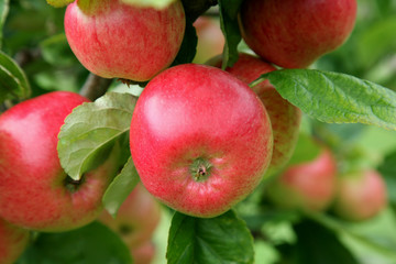Obraz premium Red Apples in an Orchard