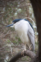 Blue herron bierd