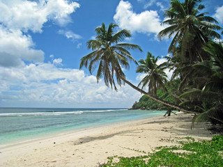 palmiers sur plage tropicale
