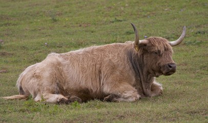 Australian cow