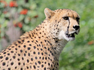Gepard - seitliches Porträt 02