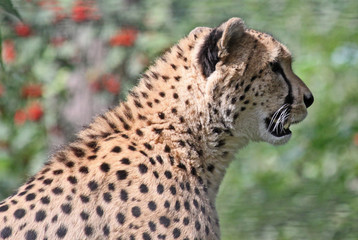 Gepard - seitliches Porträt 01