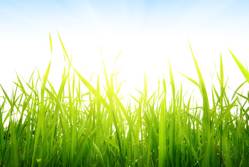 grass and sun