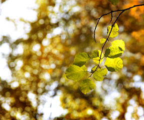 sunset in autumn forest