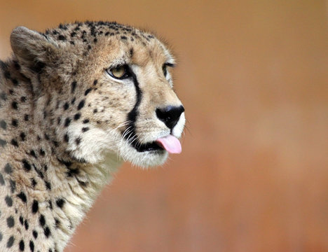 Gepard mit seitlichem Textfreiraum 01