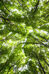 Fototapeta premium Forest