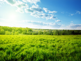 Obraz premium sunset in spring forest