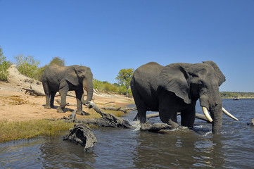 Un bagno nel fiume Chobe