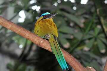 blue crowned motmot