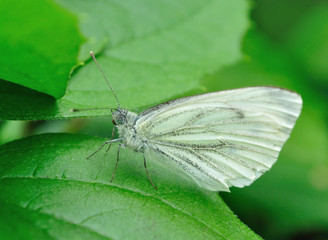 Green-veined White butterfly