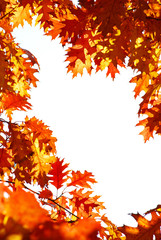 Fototapeta premium autumn