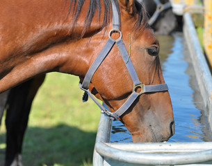 Obraz premium Horse