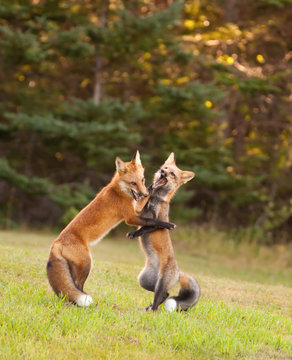 Yung foxes honing their fighting skills