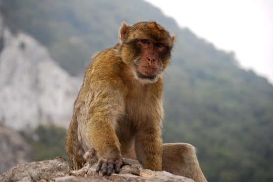 macaco