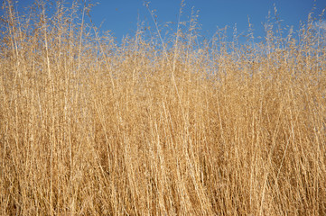 Dry grass