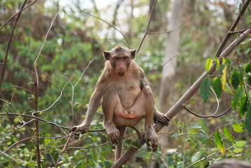 Obraz premium Monkey