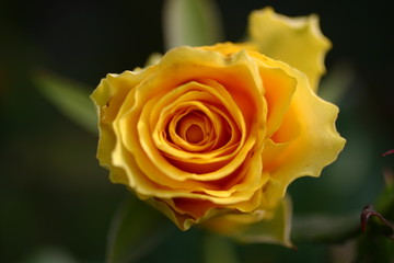 Visita al vivaio (11)