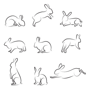 rabbit drawing set