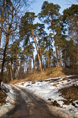 Road to winter wood