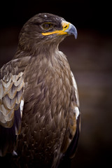 aigle oiseau rapace roi fier tête bec plume buste regard
