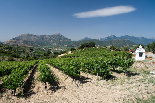 vineyard and cloud