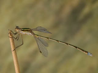 Lestes virens