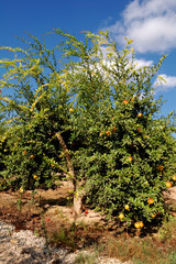 Fototapeta na wymiar Drzew z owocami granatu