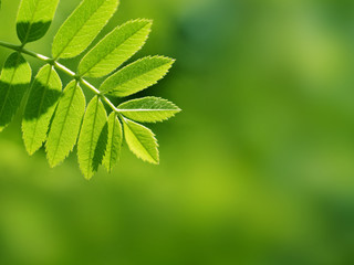 Green leaves, shallow focus
