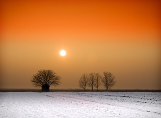 Winter landscape