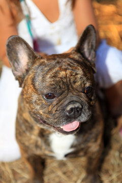 Bouledogue Fran&ccedil;ais