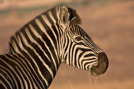 Fototapeta Burchell's Zebra