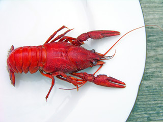 Red crayfish on the white plate